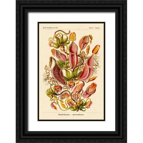 Haeckel Nature Illustrations: Pitcher Plants Black Ornate Wood Framed Art Print with Double Matting by Haeckel, Ernst