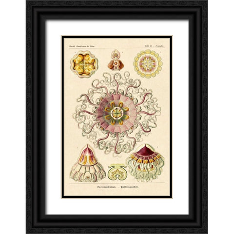 Haeckel Nature Illustrations: Jelly Fish Black Ornate Wood Framed Art Print with Double Matting by Haeckel, Ernst