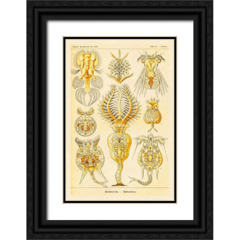 Haeckel Nature Illustrations: Rotatoria, rotifera worms Black Ornate Wood Framed Art Print with Double Matting by Haeckel, Ernst