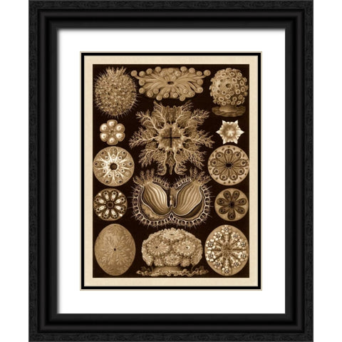 Haeckel Nature Illustrations: Ascidiae - Sepia Tint Black Ornate Wood Framed Art Print with Double Matting by Haeckel, Ernst
