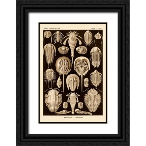 Haeckel Nature Illustrations: Athropods - Sepia Tint Black Ornate Wood Framed Art Print with Double Matting by Haeckel, Ernst