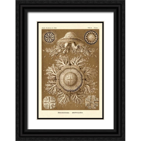Haeckel Nature Illustrations: Jelly Fish - Sepia Tint Black Ornate Wood Framed Art Print with Double Matting by Haeckel, Ernst