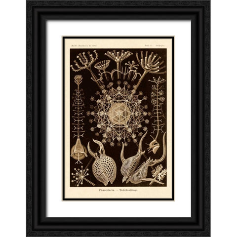 Haeckel Nature Illustrations: Phaeodaria radiolarians - Sepia Tint Black Ornate Wood Framed Art Print with Double Matting by Haeckel, Ernst