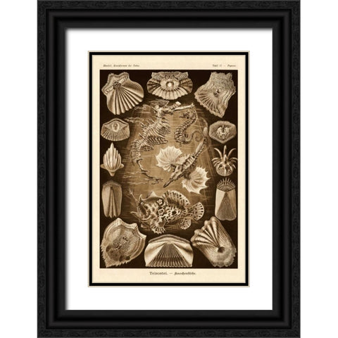 Haeckel Nature Illustrations: Teleostei, bony Fishes - Sepia Tint Black Ornate Wood Framed Art Print with Double Matting by Haeckel, Ernst