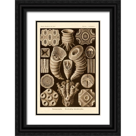 Haeckel Nature Illustrations: Tetracoralla, Coral - Sepia Tint Black Ornate Wood Framed Art Print with Double Matting by Haeckel, Ernst