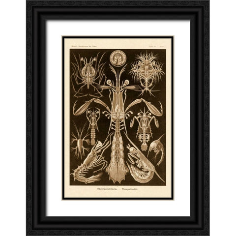 Haeckel Nature Illustrations: Thoracostraca, Crustaceans - Sepia Tint Black Ornate Wood Framed Art Print with Double Matting by Haeckel, Ernst