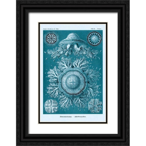 Haeckel Nature Illustrations: Jelly Fish - Blue-Green Tint Black Ornate Wood Framed Art Print with Double Matting by Haeckel, Ernst