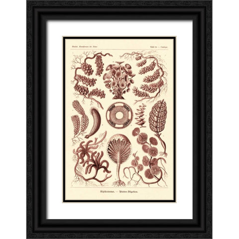 Haeckel Nature Illustrations: Siphoneae Hydrozoa - Rose Tint Black Ornate Wood Framed Art Print with Double Matting by Haeckel, Ernst
