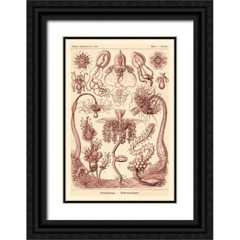 Haeckel Nature Illustrations: Tubularida - Tubularians - Rose Tint Black Ornate Wood Framed Art Print with Double Matting by Haeckel, Ernst