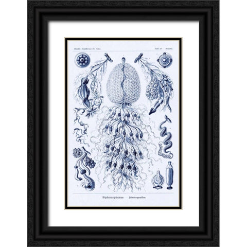 Haeckel Nature Illustrations: Siphoneae Hydrozoa - Dark Blue Tint Black Ornate Wood Framed Art Print with Double Matting by Haeckel, Ernst