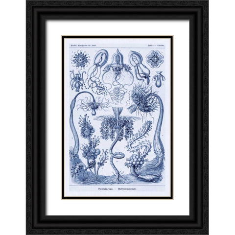 Haeckel Nature Illustrations: Cephlopods - Dark Blue Tint Black Ornate Wood Framed Art Print with Double Matting by Haeckel, Ernst