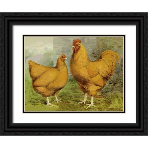 Chickens: Buff Orpingtons Black Ornate Wood Framed Art Print with Double Matting by Wright, Lewis