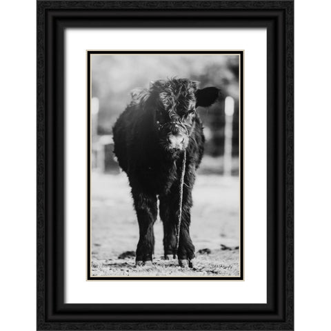 Single Cow Black Ornate Wood Framed Art Print with Double Matting by Diener, Dakota