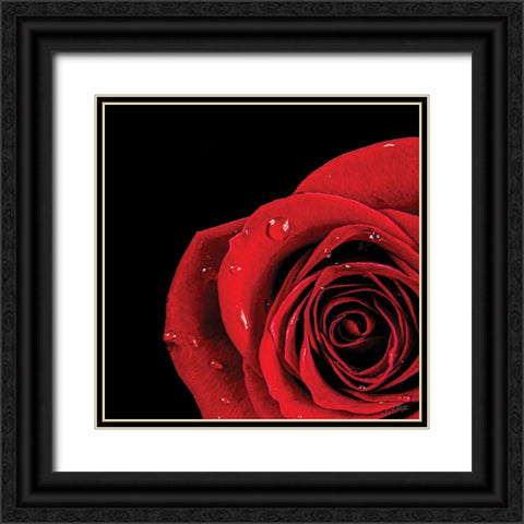 Pop of Red Rose Black Ornate Wood Framed Art Print with Double Matting by Quillen, Donnie
