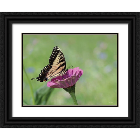 Butterfly Resting Spot I Black Ornate Wood Framed Art Print with Double Matting by Deiter, Lori