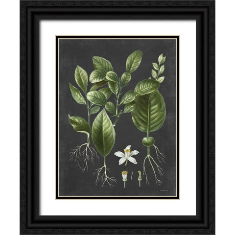 Citrus Botanical Black Ornate Wood Framed Art Print with Double Matting by Lettered and Lined