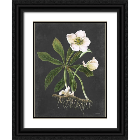 Hellebore Black Ornate Wood Framed Art Print with Double Matting by Lettered and Lined