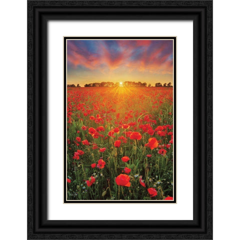 Poppies at Sunset Black Ornate Wood Framed Art Print with Double Matting by Podt, Martin