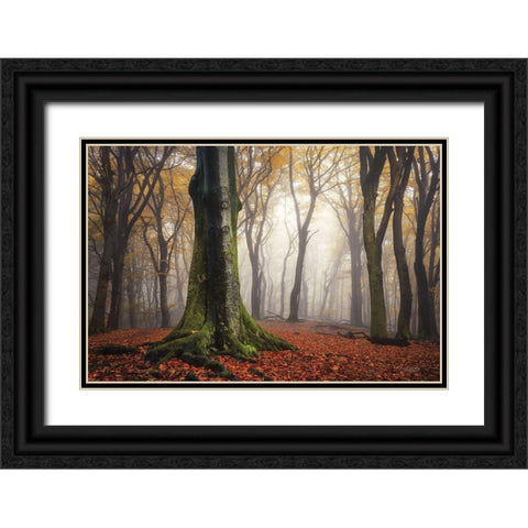 Autumn in the Forest  Black Ornate Wood Framed Art Print with Double Matting by Podt, Martin