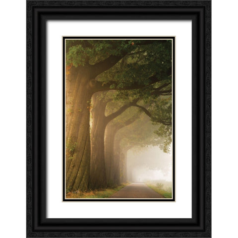 Twisted Trunk Black Ornate Wood Framed Art Print with Double Matting by Podt, Martin
