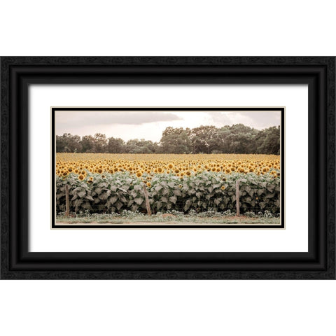 Sunflower Field No. 7 Black Ornate Wood Framed Art Print with Double Matting by Rigsby, Jennifer