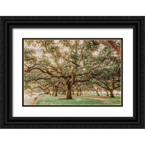 Low Country Oaks II Black Ornate Wood Framed Art Print with Double Matting by Rigsby, Jennifer