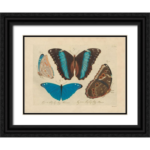 Vintage Butterflies 1 Black Ornate Wood Framed Art Print with Double Matting by Stellar Design Studio