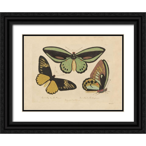 Vintage Butterflies 3 Black Ornate Wood Framed Art Print with Double Matting by Stellar Design Studio