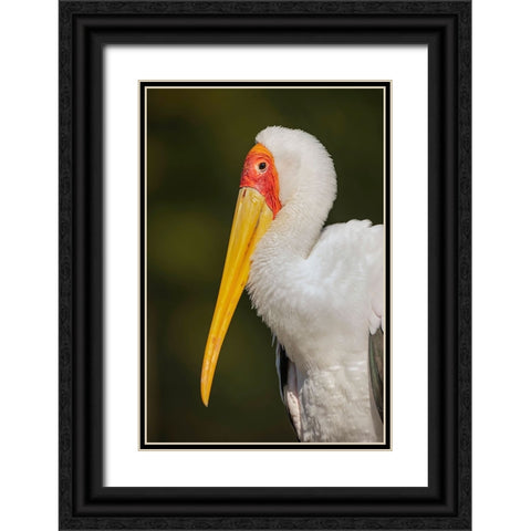 Yellow-billed stork-Masai Mara-Kenya-Africa Black Ornate Wood Framed Art Print with Double Matting by Jones, Adam