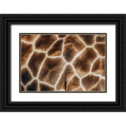 Reticulated giraffe Masai Mara-Kenya-Africa Black Ornate Wood Framed Art Print with Double Matting by Jones, Adam
