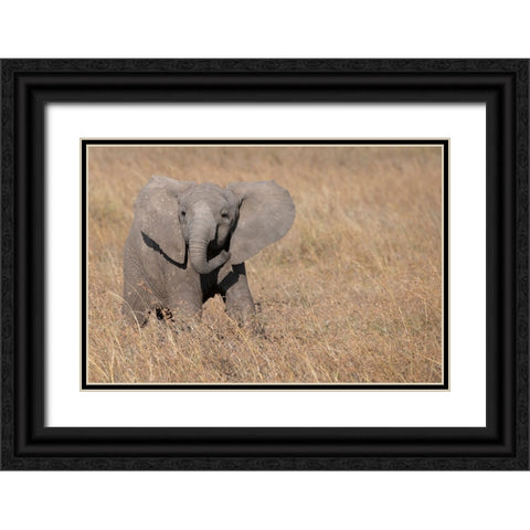 Africa-Kenya-Ol Pejeta Conservancy-Baby African elephant Black Ornate Wood Framed Art Print with Double Matting by Hopkins, Cindy Miller