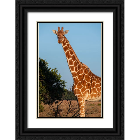 Africa-Kenya-Ol Pejeta Conservancy-Reticulated giraffe with yellow-billed oxpeckers Black Ornate Wood Framed Art Print with Double Matting by Hopkins, Cindy Miller