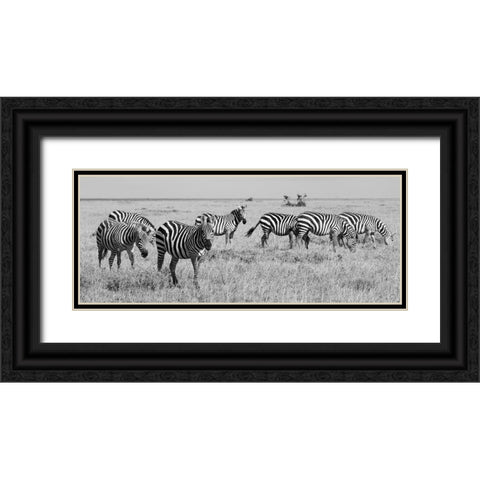 Africa-Kenya-Ol Pejeta Conservancy-Herd of Bruchells zebra-Equus burchellii-in grassland habitat Black Ornate Wood Framed Art Print with Double Matting by Hopkins, Cindy Miller