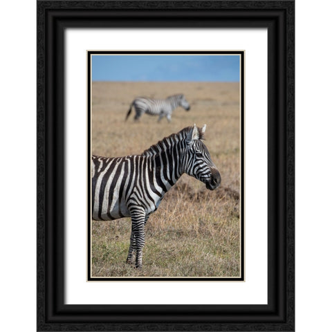 Africa-Kenya-Ol Pejeta Conservancy-Bruchells zebra-Equus burchellii-in grassland habitat Black Ornate Wood Framed Art Print with Double Matting by Hopkins, Cindy Miller