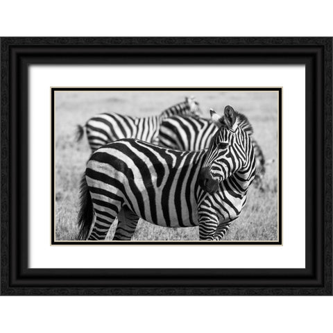 Africa-Kenya-Ol Pejeta Conservancy-Bruchells zebra-Equus burchellii-in grassland habitat Black Ornate Wood Framed Art Print with Double Matting by Hopkins, Cindy Miller