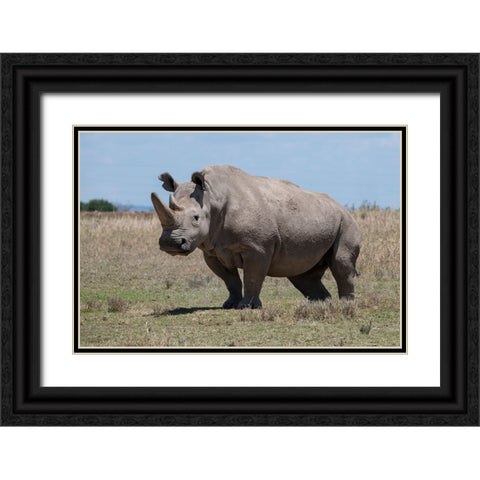 Africa-Kenya-Ol Pejeta Conservancy-one of the last 2 critically endangered Northern white rhinos Black Ornate Wood Framed Art Print with Double Matting by Hopkins, Cindy Miller