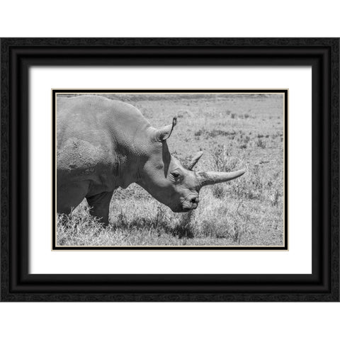 Africa-Kenya-Ol Pejeta Conservancy-one of last 2 critically endangered Northern white rhinos Black Ornate Wood Framed Art Print with Double Matting by Hopkins, Cindy Miller