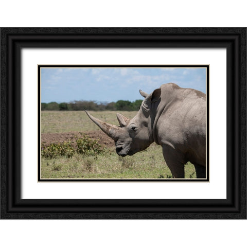 Africa-Kenya-Ol Pejeta Conservancy-One the last 2 critically endangered Northern white rhinos Black Ornate Wood Framed Art Print with Double Matting by Hopkins, Cindy Miller