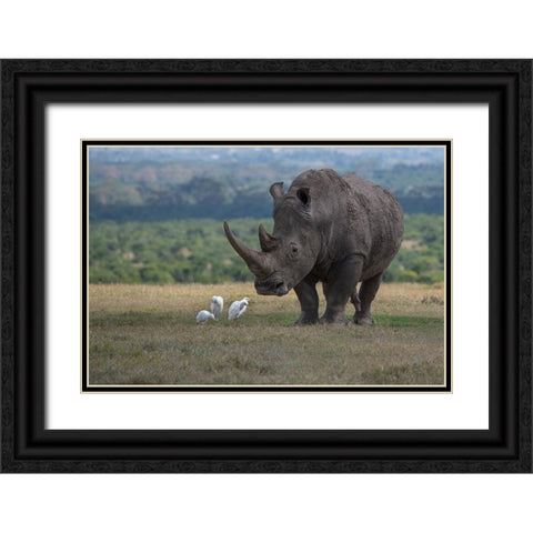 Africa-Kenya-Ol Pejeta-Southern white rhinoceros-Ceratotherium simum simum-with cattle egrets Black Ornate Wood Framed Art Print with Double Matting by Hopkins, Cindy Miller