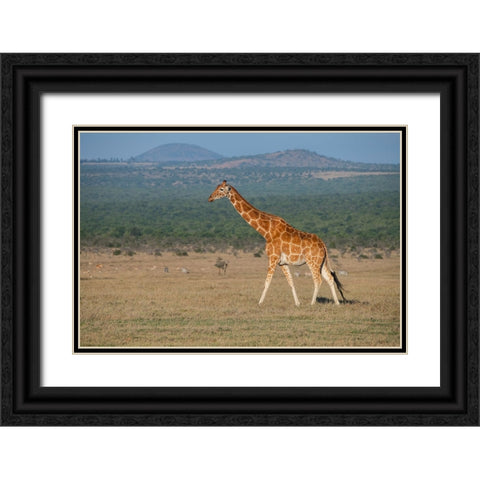 Africa-Kenya-Ol Pejeta Conservancy-Reticulated giraffe Endangered species Black Ornate Wood Framed Art Print with Double Matting by Hopkins, Cindy Miller