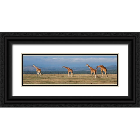 Africa-Kenya-Ol Pejeta Conservancy-Herd of Reticulated giraffe-Endangered species Black Ornate Wood Framed Art Print with Double Matting by Hopkins, Cindy Miller