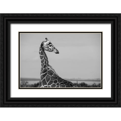 Africa-Kenya-Ol Pejeta Conservancy-Reticulated giraffe Endangered species Black Ornate Wood Framed Art Print with Double Matting by Hopkins, Cindy Miller