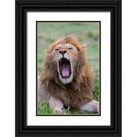 Africa-Kenya-Serengeti Plains-Maasai Mara-Male lion yawning Black Ornate Wood Framed Art Print with Double Matting by Hopkins, Cindy Miller