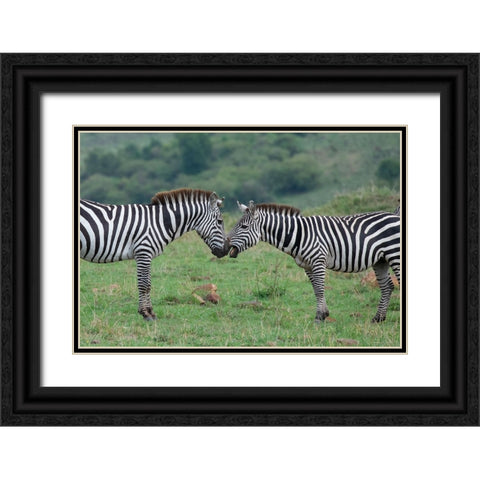 Africa-Kenya-Serengeti-Maasai Mara-Plains zebra aka common or Burchells zebra Black Ornate Wood Framed Art Print with Double Matting by Hopkins, Cindy Miller