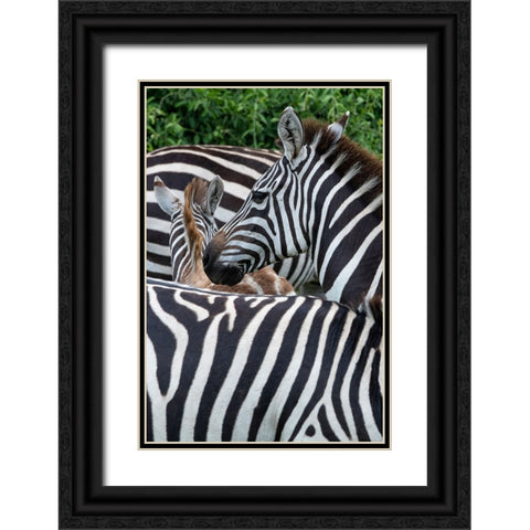 Africa-Kenya-Serengeti Plains-Maasai Mara-Plains zebra aka common or Burchells zebra Black Ornate Wood Framed Art Print with Double Matting by Hopkins, Cindy Miller