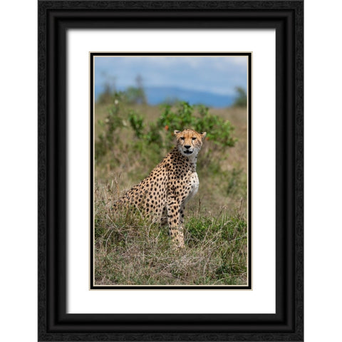 Africa-Kenya-Serengeti Plains-Maasai Mara-Female cheetah-endangered species Black Ornate Wood Framed Art Print with Double Matting by Hopkins, Cindy Miller