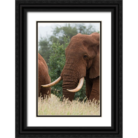 African elephant-Loxodonta africana-Tsavo-Kenya Black Ornate Wood Framed Art Print with Double Matting by Pitamitz, Sergio