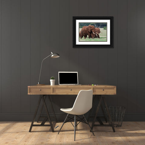 African elephants-Loxodonta africana-Tsavo-Kenya Black Ornate Wood Framed Art Print with Double Matting by Pitamitz, Sergio