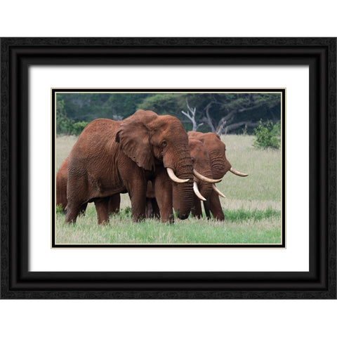 African elephants-Loxodonta africana-Tsavo-Kenya Black Ornate Wood Framed Art Print with Double Matting by Pitamitz, Sergio
