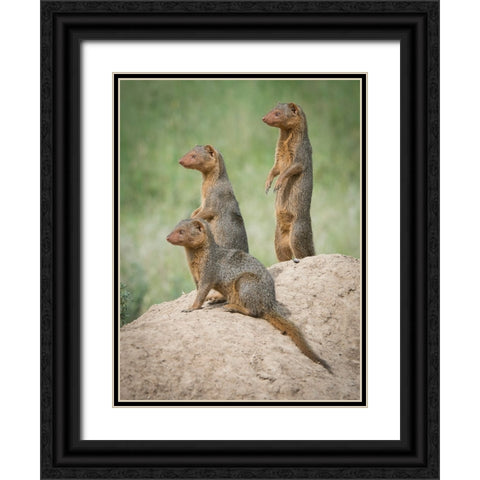 Africa-Tanzania A family of pygmy mongoose keeps vigil from atop an ant hill in the Serengeti Black Ornate Wood Framed Art Print with Double Matting by Sederquist, Betty